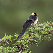 Long-tailed Paradise Whydah