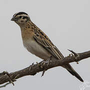 Long-tailed Paradise Whydah