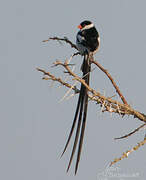 Pin-tailed Whydah