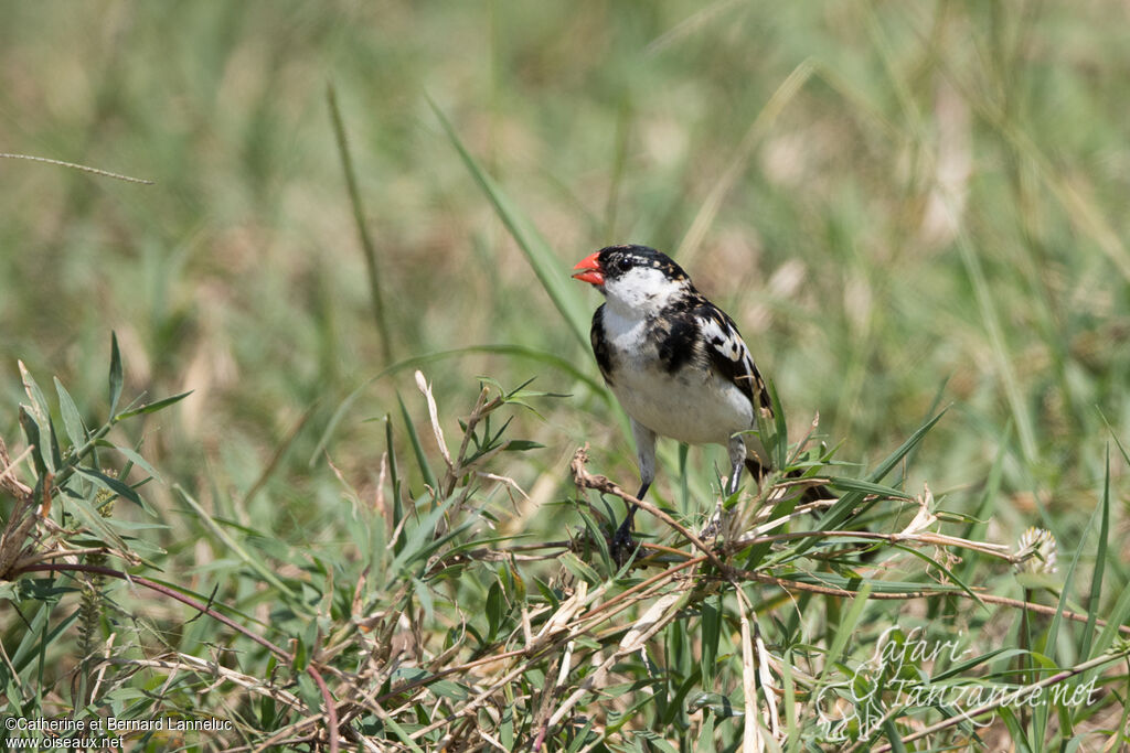 Pin-tailed Whydah male adult breeding, identification