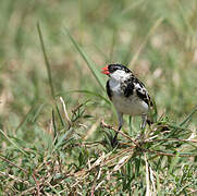 Pin-tailed Whydah