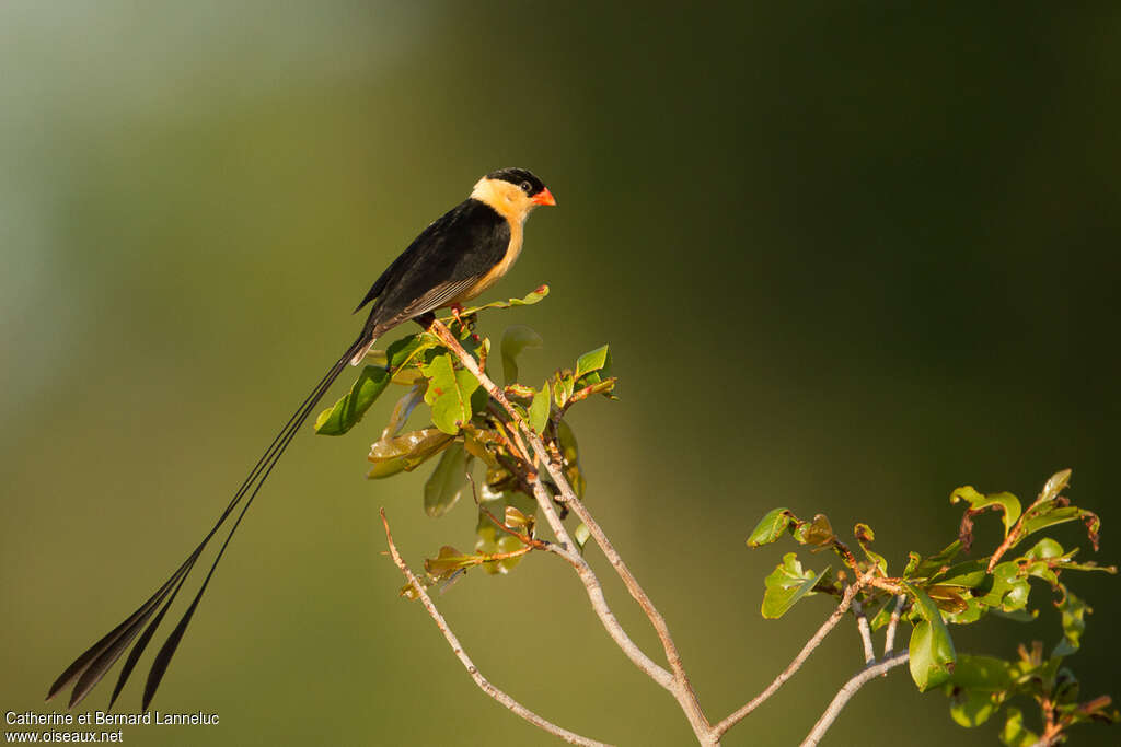 Shaft-tailed Whydah male adult breeding, identification