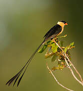 Shaft-tailed Whydah