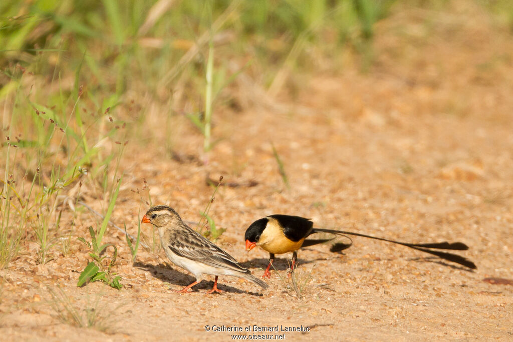 Shaft-tailed Whydahadult breeding