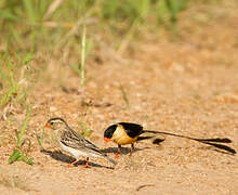 Shaft-tailed Whydah