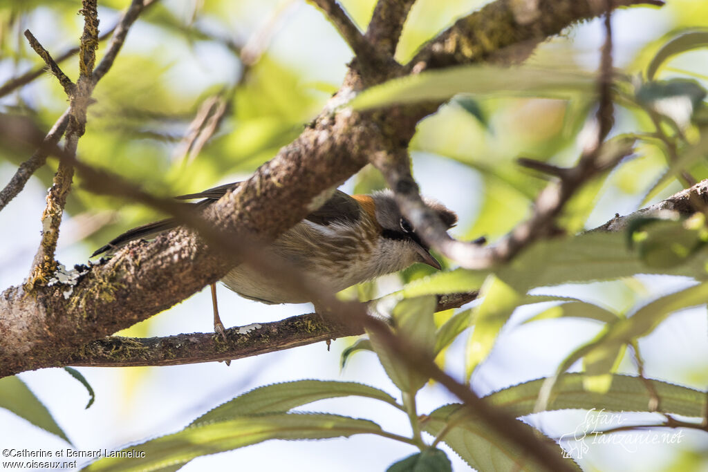 Yuhina à cou rouxadulte