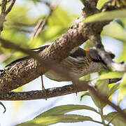 Yuhina à cou roux