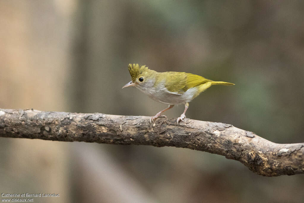 Yuhina à ventre blancadulte, identification