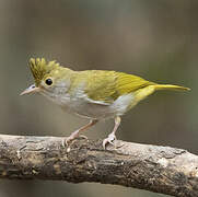 White-bellied Erpornis