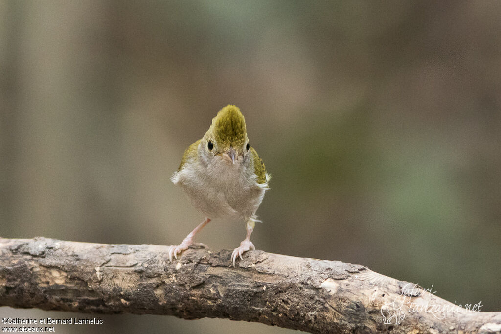 White-bellied Erpornisadult, Behaviour