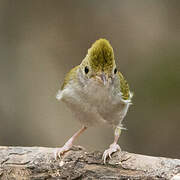 White-bellied Erpornis