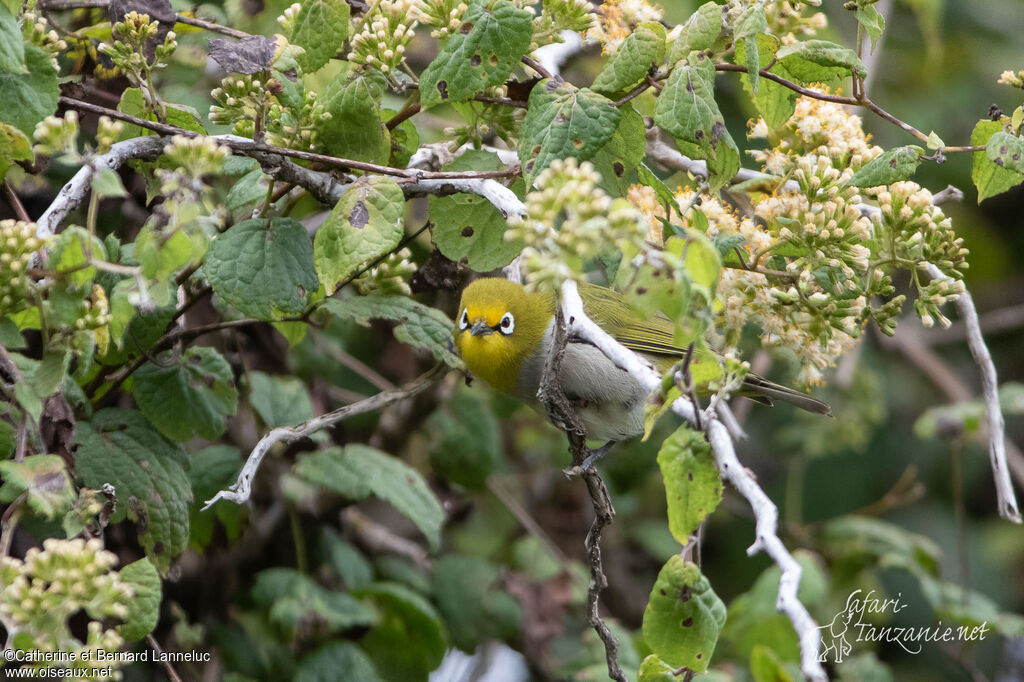 Heuglin's White-eyeadult, camouflage