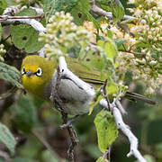 Heuglin's White-eye