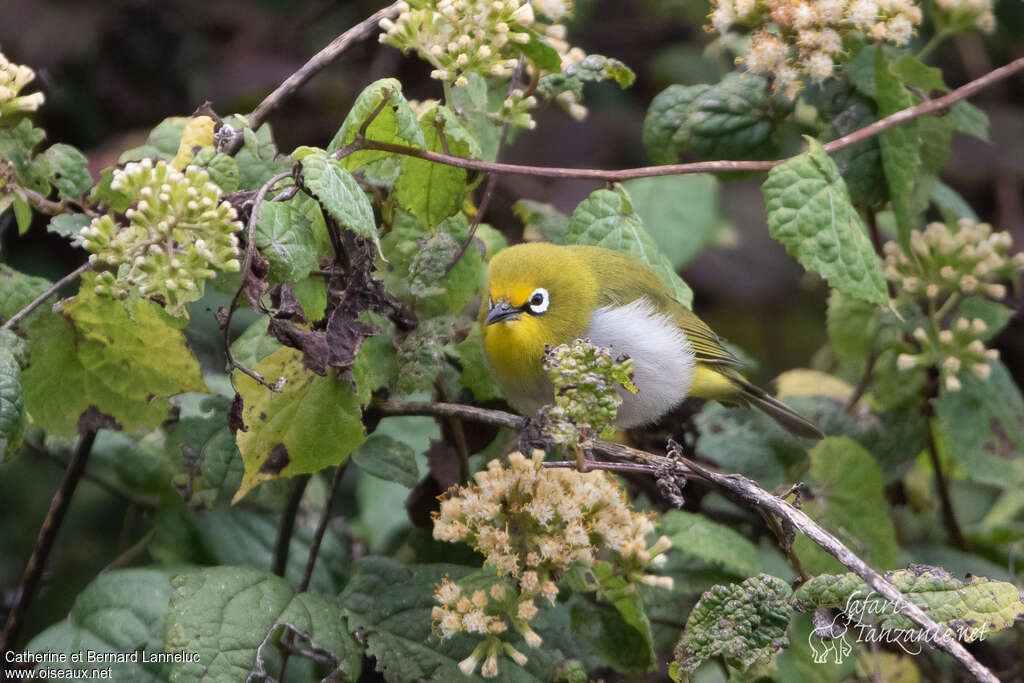 Heuglin's White-eyeadult, habitat