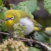 Heuglin's White-eye