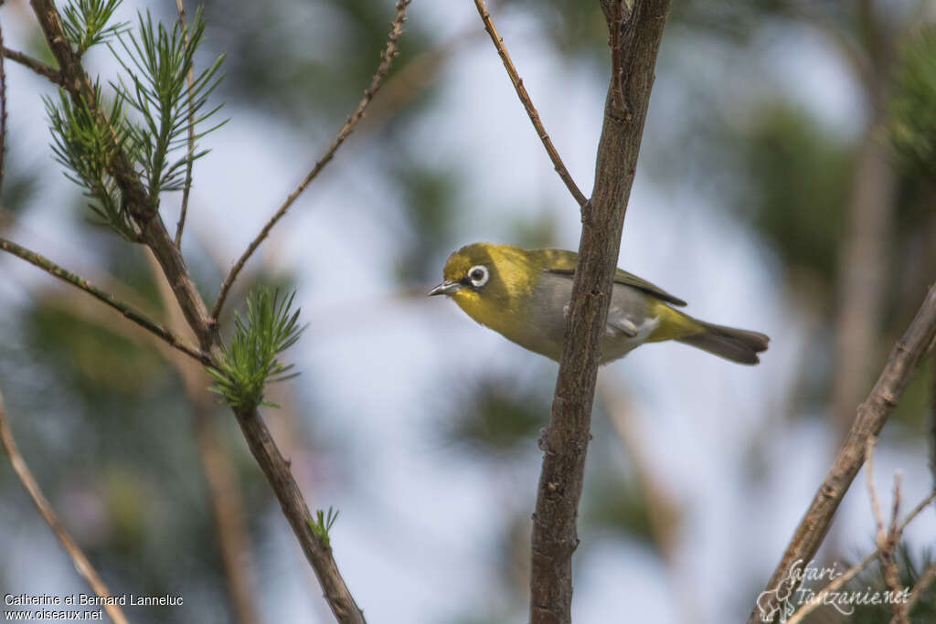 Cape White-eyeadult, identification