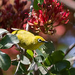 Zostérops jaune du Sud