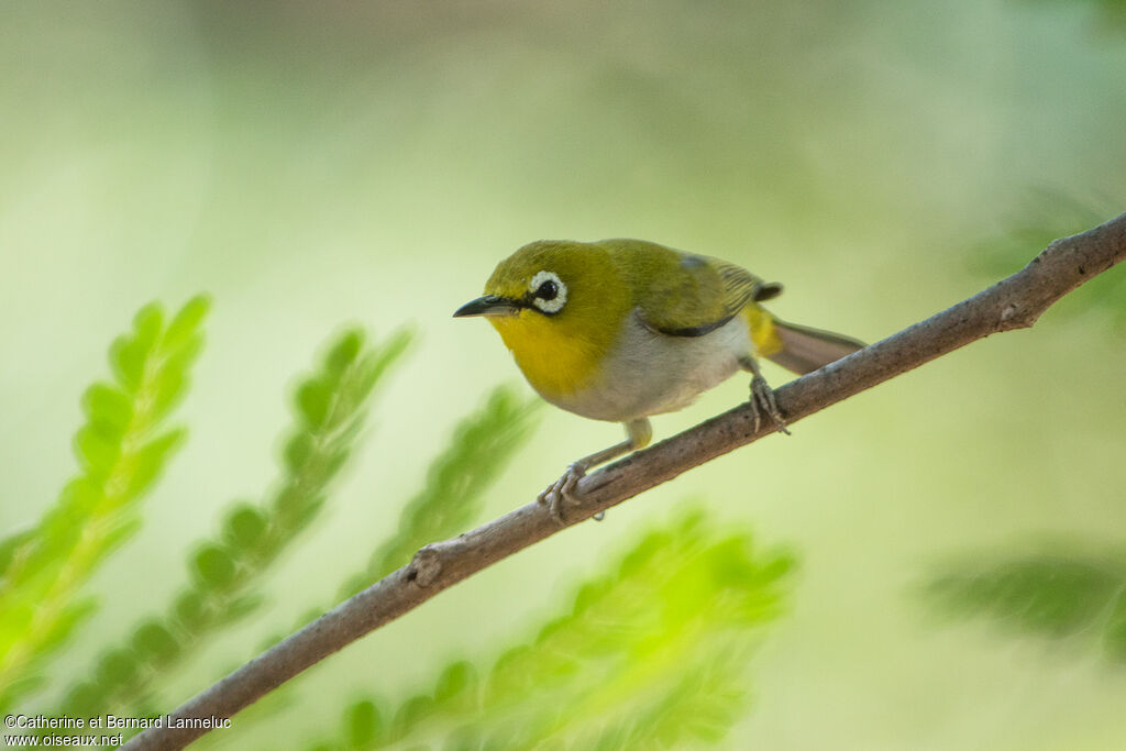 Indian White-eyeadult, identification