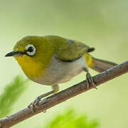 Indian White-eye