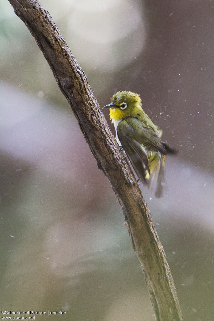 Indian White-eyeadult, care