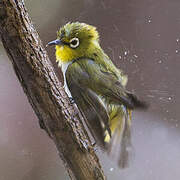 Indian White-eye