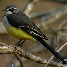 Bergeronnette malgache
