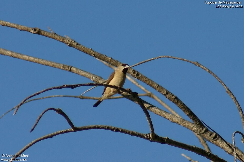 Madagascar Mannikin