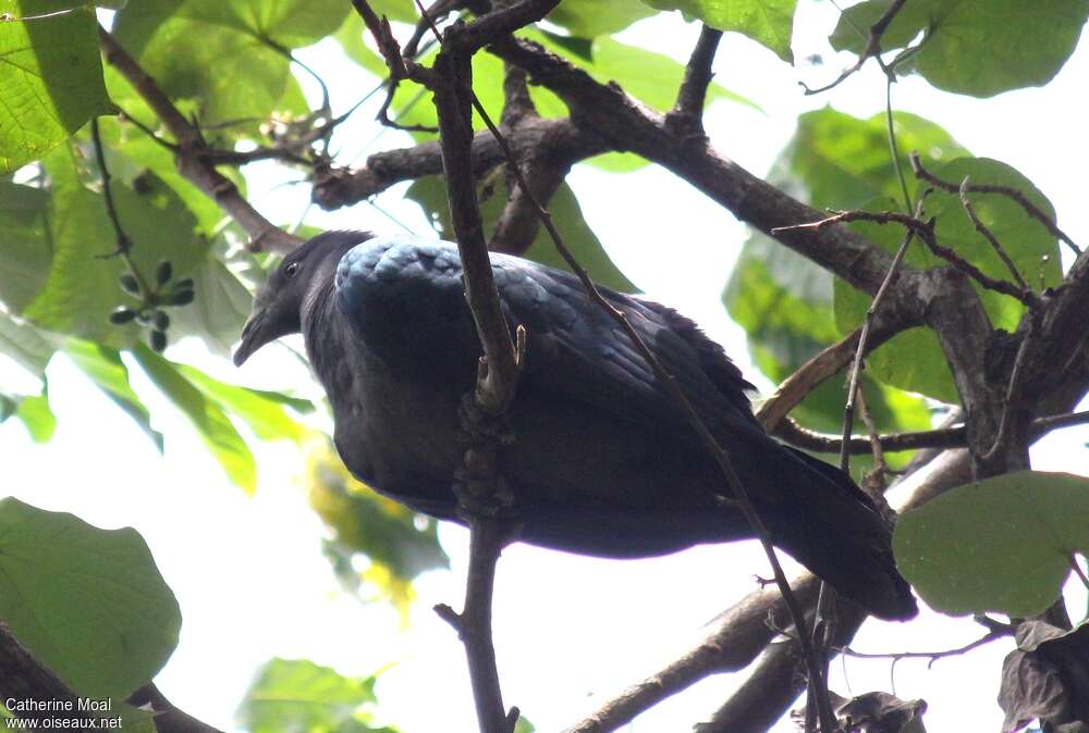 Nuku Hiva Imperial Pigeon