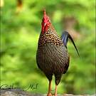 Coq de Sonnerat