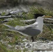 Greater Crested Tern