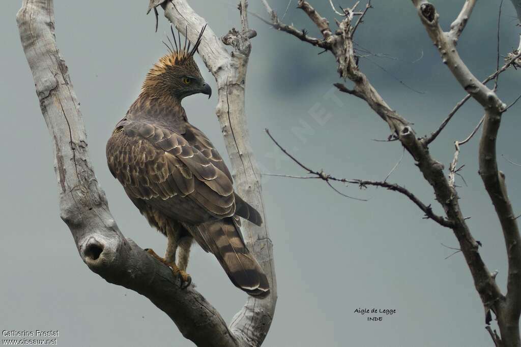 Changeable Hawk-Eagleadult, identification