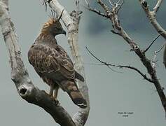 Changeable Hawk-Eagle