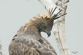 Changeable Hawk-Eagle