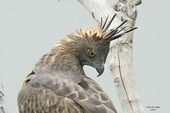 Aigle huppé