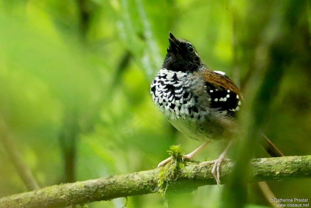 Squamate Antbird