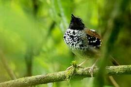 Squamate Antbird