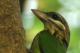 White-cheeked Barbet