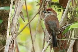 Rufous-capped Antshrike