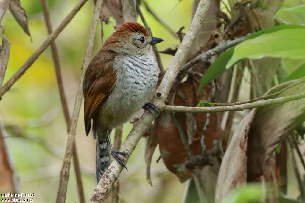 Batara à tête rousse mâle adulte, identification