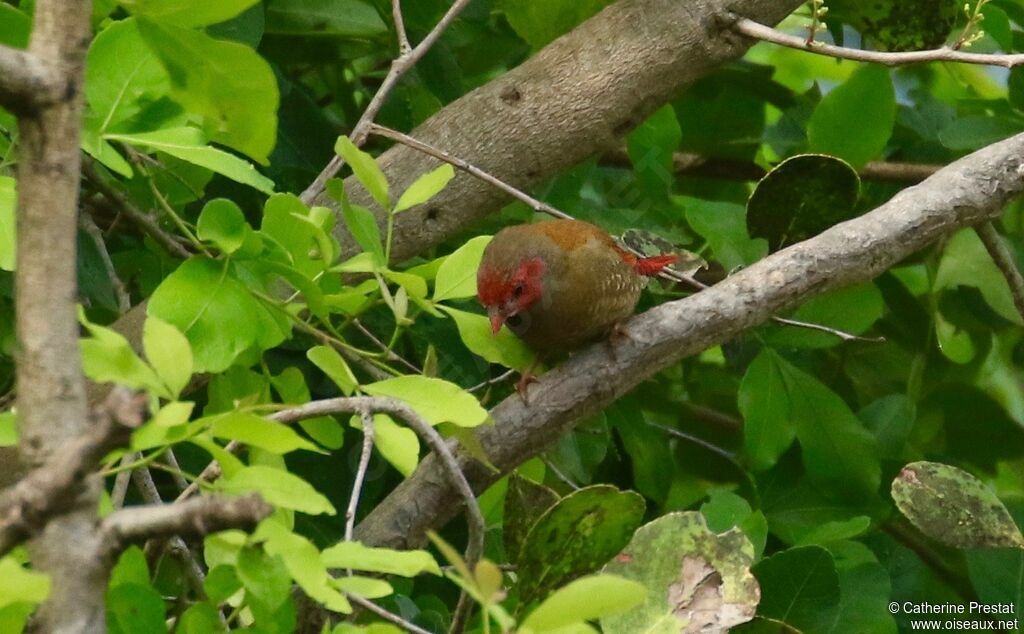 Orange-winged Pytilia