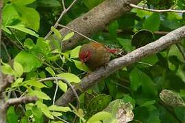 Orange-winged Pytilia