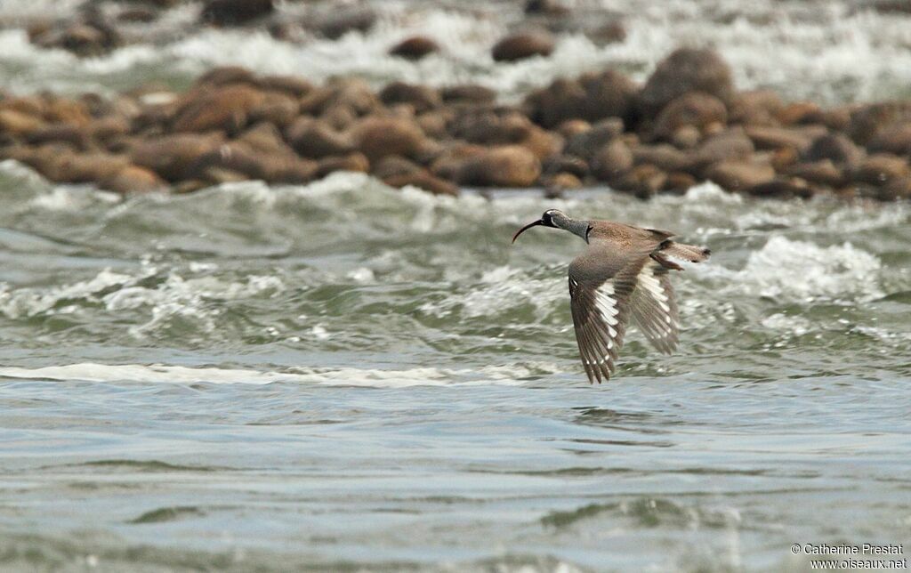 Bec-d'ibis tibétain