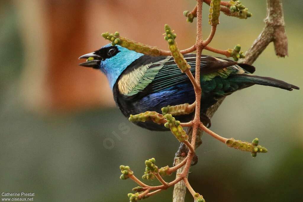 Calliste à cou bleuadulte, régime, mange