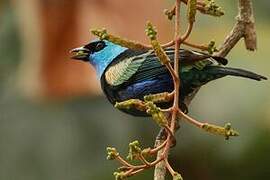 Blue-necked Tanager