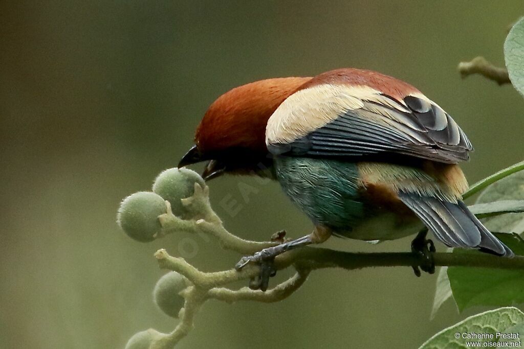 Chestnut-backed Tanager