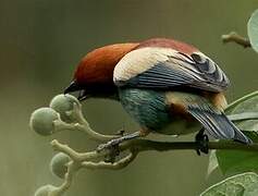 Chestnut-backed Tanager