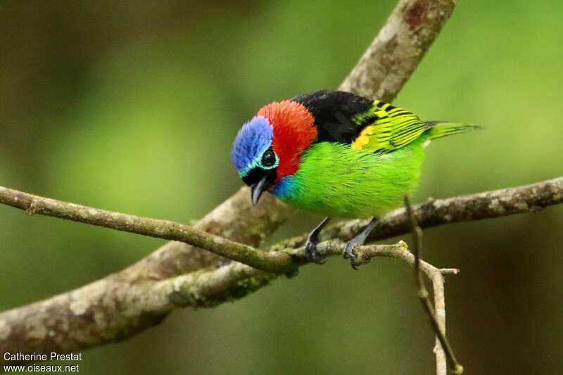 Red-necked Tanager male adult, pigmentation