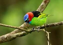 Red-necked Tanager