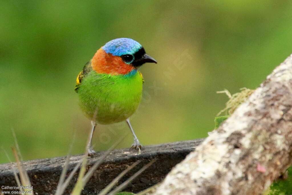 Red-necked Tanager female adult, close-up portrait