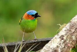 Red-necked Tanager